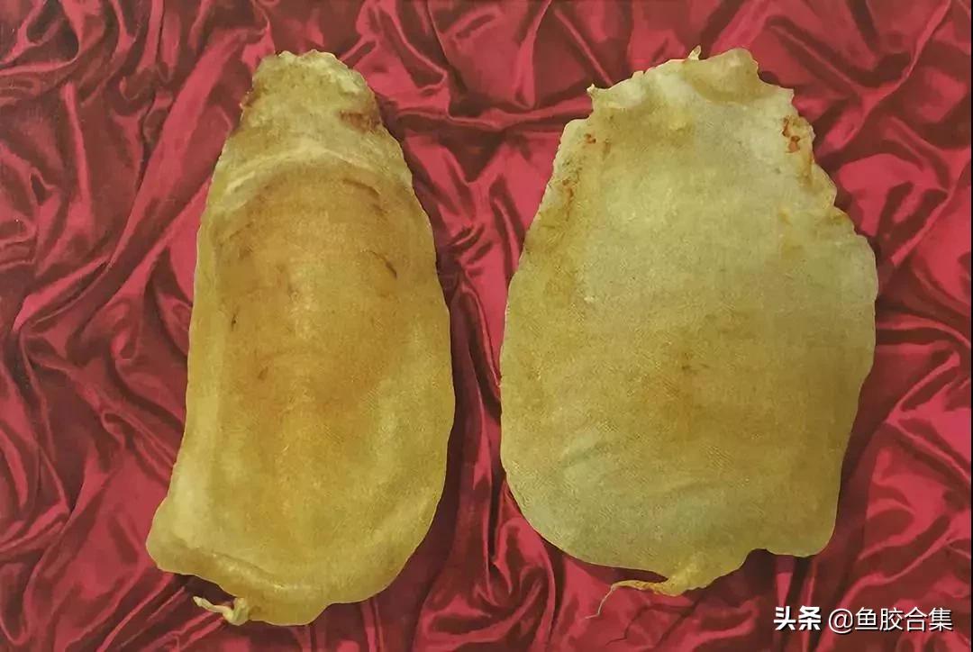 赤嘴鳘鱼鱼胶的功效和作用,赤嘴鱼胶的功效测评