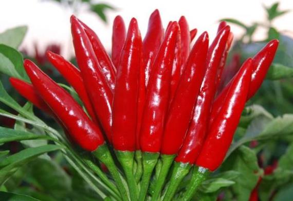 川菜家常菜,什么叫川菜好吃