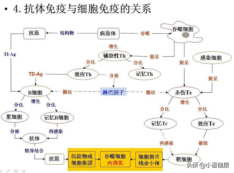抗病毒特异性免疫应答指什么，乙肝临床停药，需观察DNA与e抗原