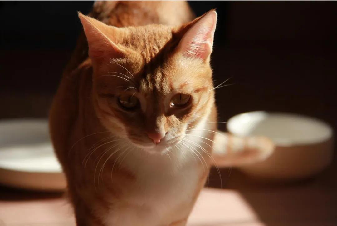 瘫痪猫怎么养,瘫痪的猫怎么喂水