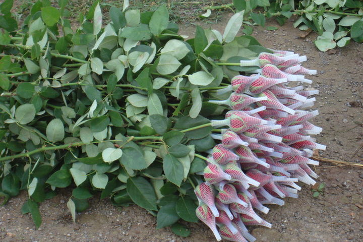 花店玫瑰是哪里来的,花店的玫瑰花是现成的吗