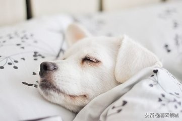 猫狗咬伤别大意,猫狗咬伤如何正确处理