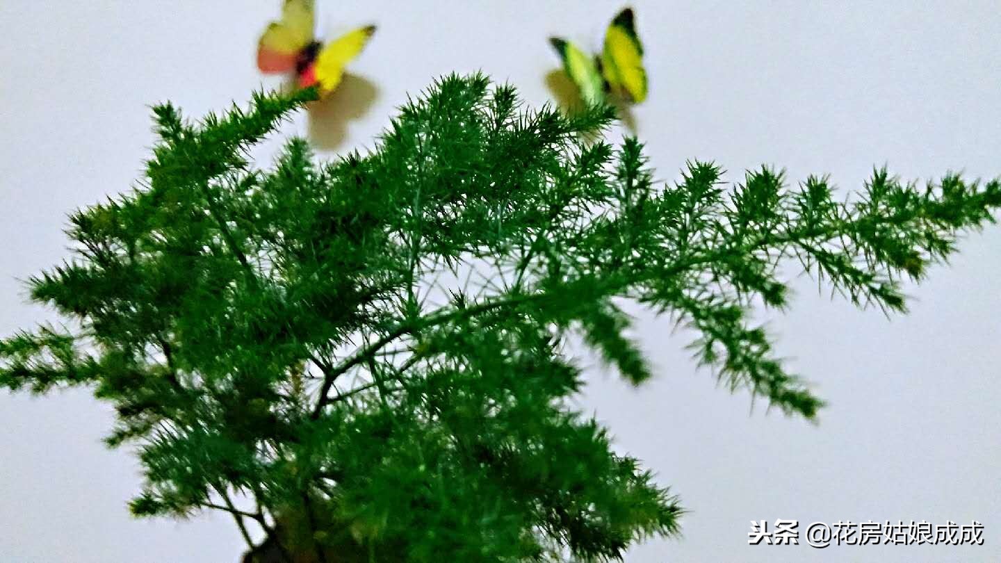 怎么让文竹长得矮趴趴,文竹如何长得矮