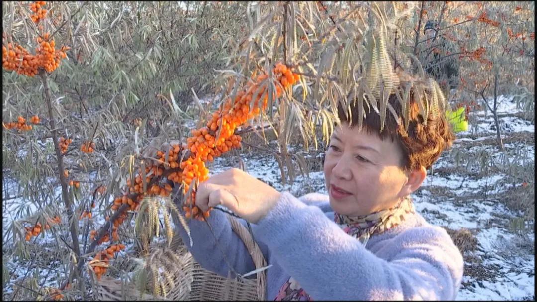 戈壁滩上的沙棘果成为致富果,小沙棘大产业