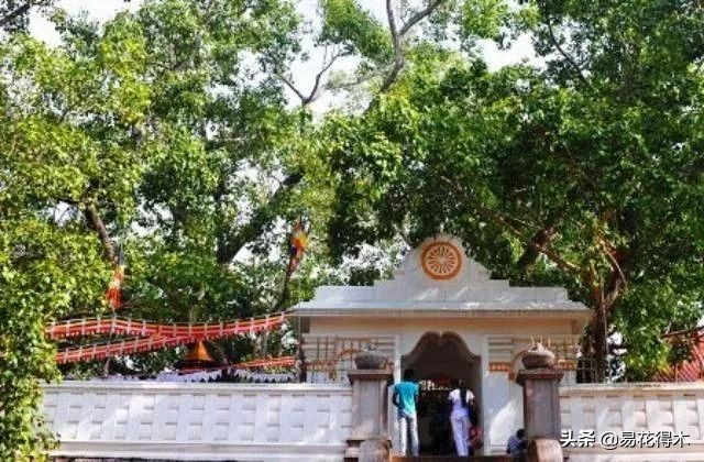 佛教为什么有五树六花,佛教中的五树六花图片