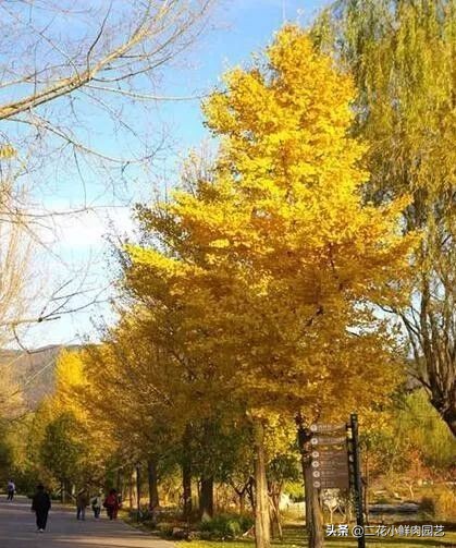 中国珍稀濒危植物保护名录,十大珍稀植物排行榜