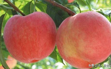 桃子树如何才能让果变甜,桃子树结满密密麻麻的桃子怎么办
