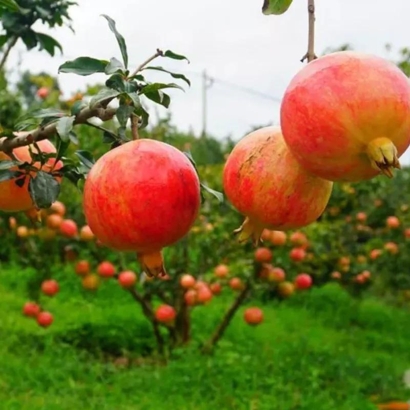 云南大理宾川突尼斯软籽石榴,宾川突尼斯无籽石榴