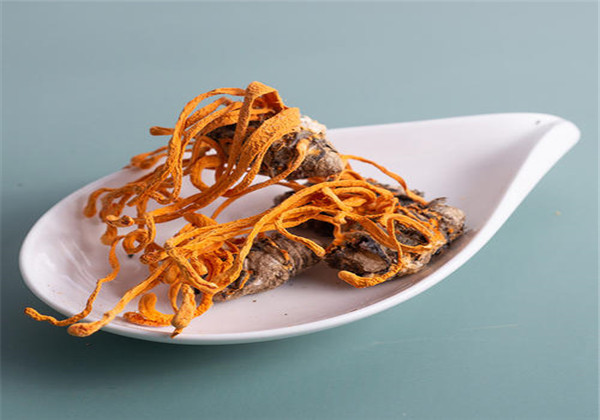 蛹虫草人工种植好种吗,蛹虫草的培育技术与管理