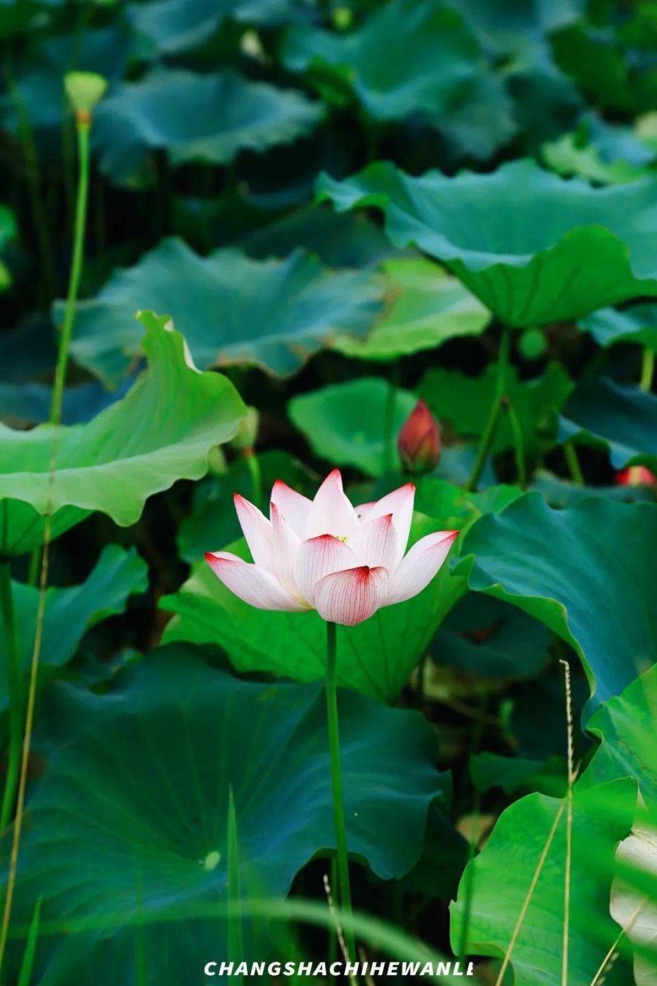 洋沙湖5.1一日游攻略,洋沙湖游玩攻略一天