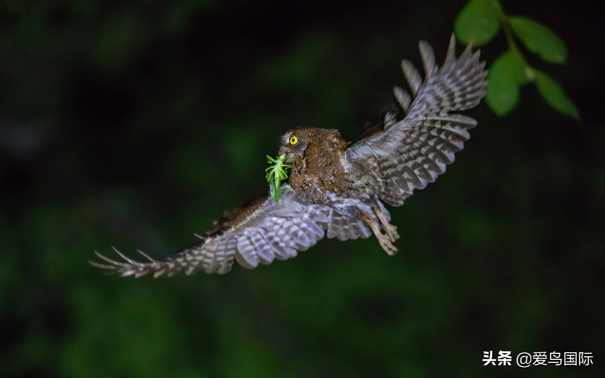 2020观鸟大年,观鸟大年完整版