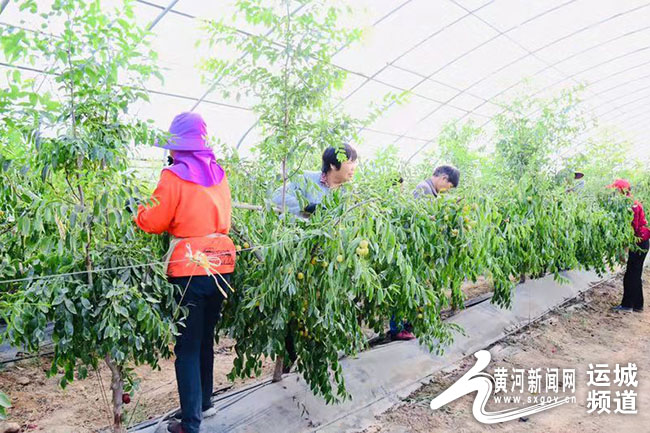 「记者走基层」有机冬枣红满天