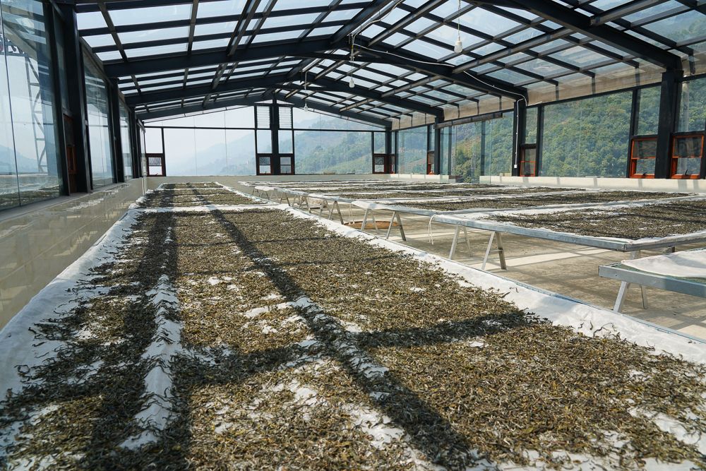 七彩云南茶寿百年,不确定变为确定图片