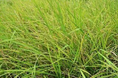 各种蔬菜水果祖先的样子,各种蔬菜祖先