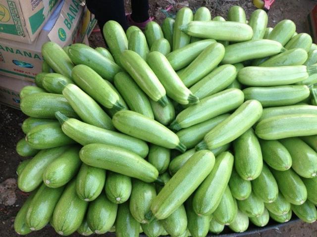 西葫芦怎么种植产量高,西葫芦安全优质高效栽培技术