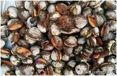 农村冷门养殖创业项目有哪些,特种蔬菜种植致富项目简介