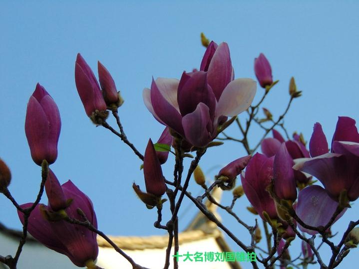 建水蒙自河口游,蒙自市尼苏小镇旅游攻略