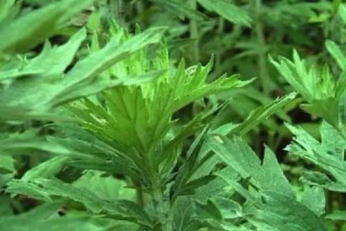 艾叶泡脚功效多,但这3个注意事项要清楚,为了您的健康快收藏!