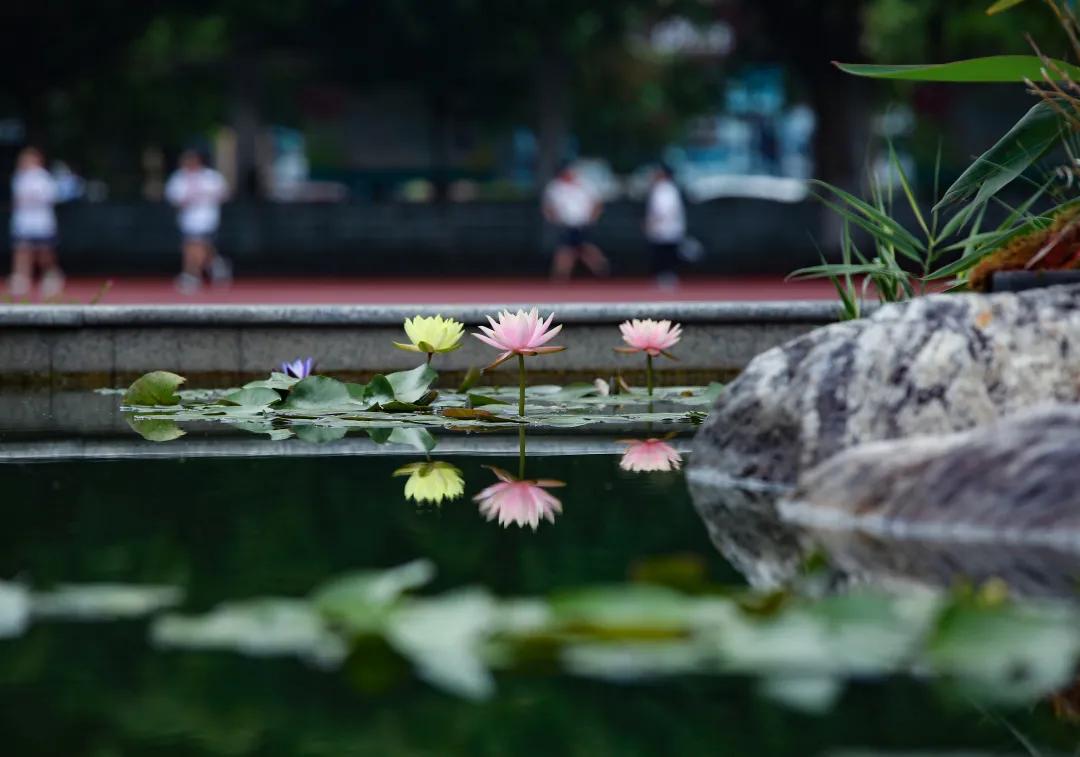 邛崃市北街小学：尚美怡情、艺美德和