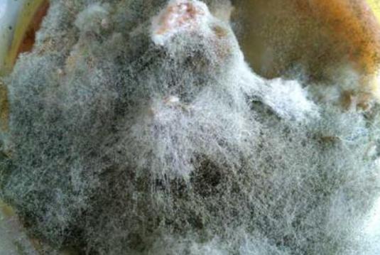 霉菌毒素对鸡群的危害,鸡霉菌引起呼吸道感染怎么办