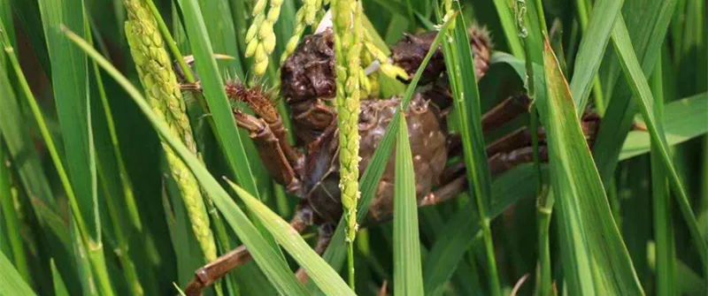 真正吃螃蟹的吃法应该是这样的,吃螃蟹时的美味