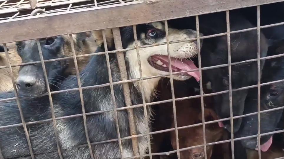 狗肉车上全是宠物狗,狗肉车上的狗狗