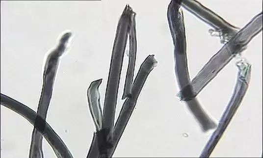 纺织纤维与面料分析介绍,天然纤维面料基础知识大全