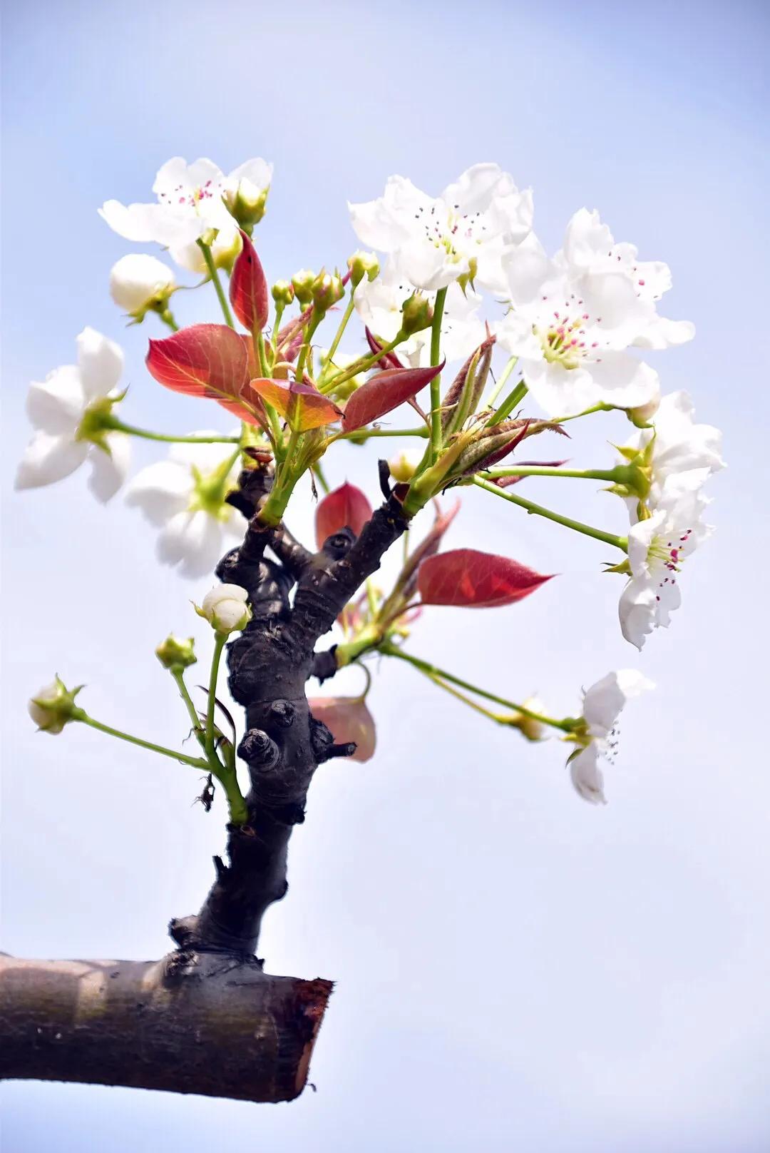 春游梨花林,邂逅三月梨花