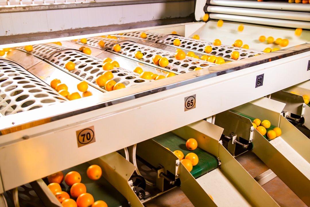 超爽福利暴击！高山神秘“金疙瘩”,甜蜜你的冬天