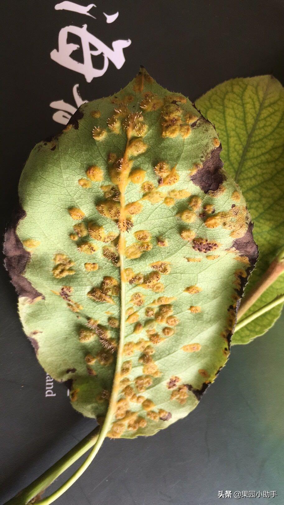 梨树开花时可以打防梨锈病的药吗,为什么梨树喷药了梨锈病更严重