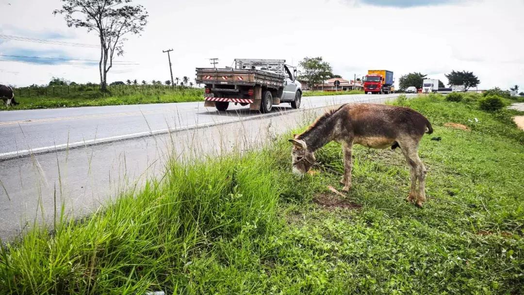 驴肉和阿胶哪个好,阿胶要抄底了吗
