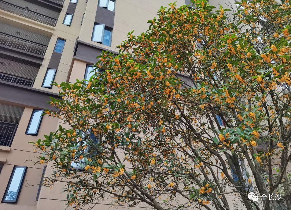 长沙的房价真的十年没涨么,长沙房地产政策最新消息