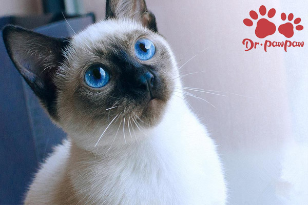 铲屎官把猫养得越来越瘦,让猫咪长胖是铲屎官最后悔的事