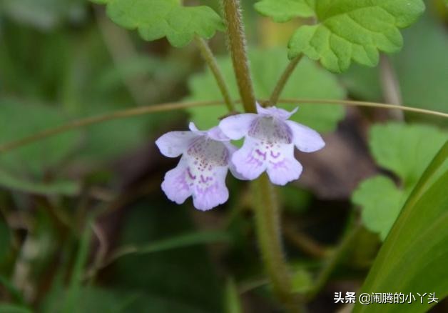 活血丹药用部分,活血丹草图片和功效