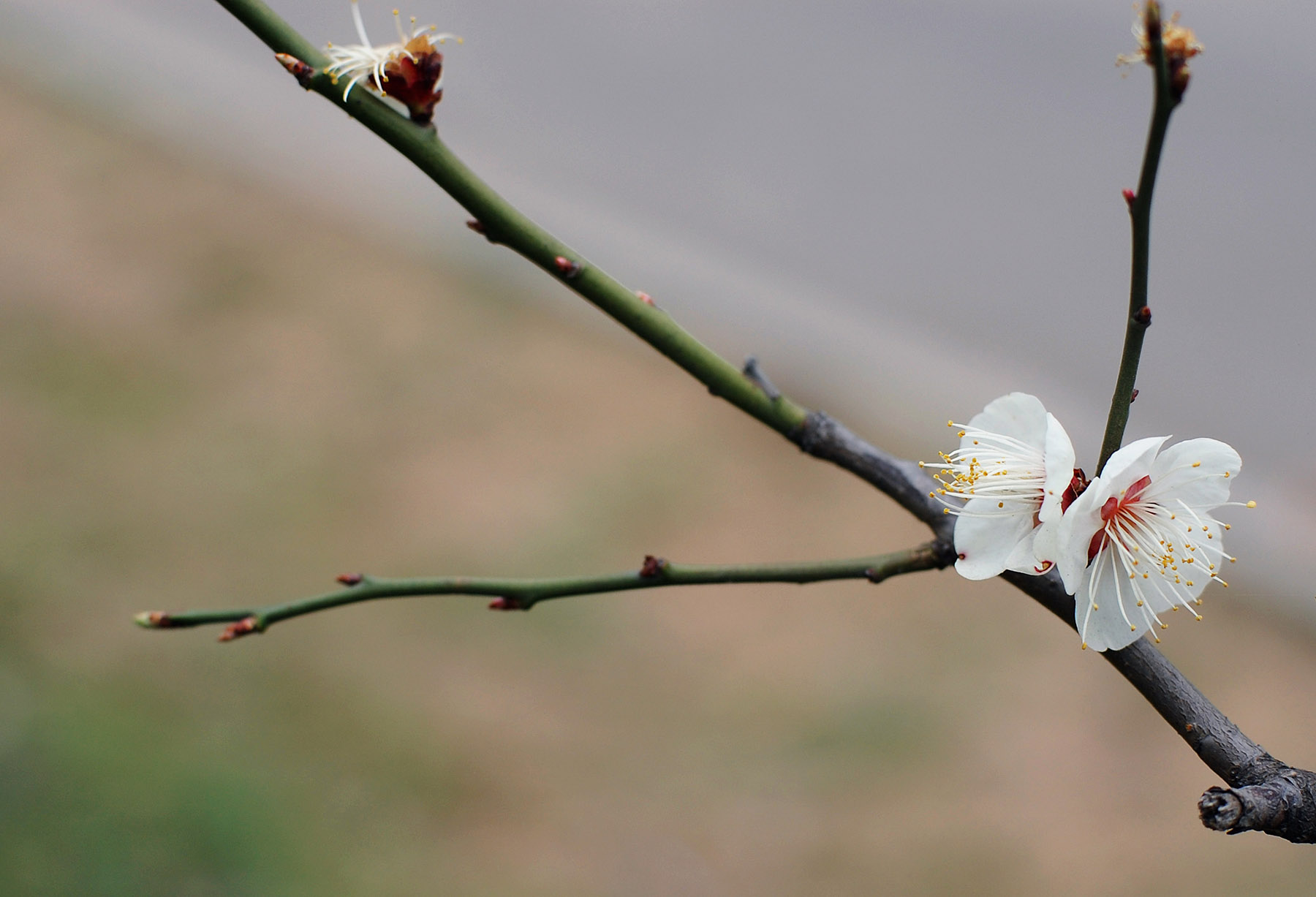 尼康d40x详细介绍,尼康d40x狗头机