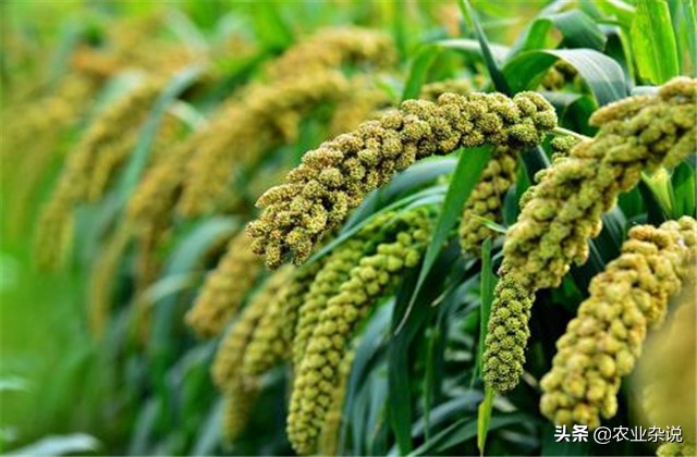 谷子怎么种植能高产,有机稻谷种植技术