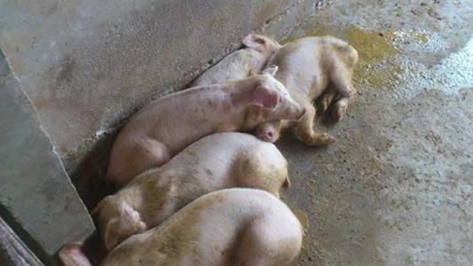 仔猪腹泻过后出现低温怎么治疗,冬季如何预防仔猪腹泻的方法