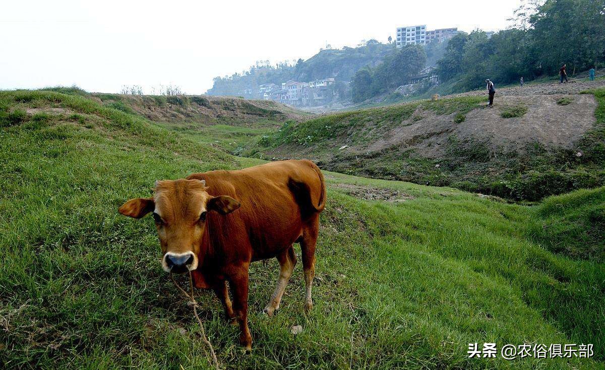 多省爆发牛皮肤病,三伏天不建议买牛,这些建议值得养牛人借鉴