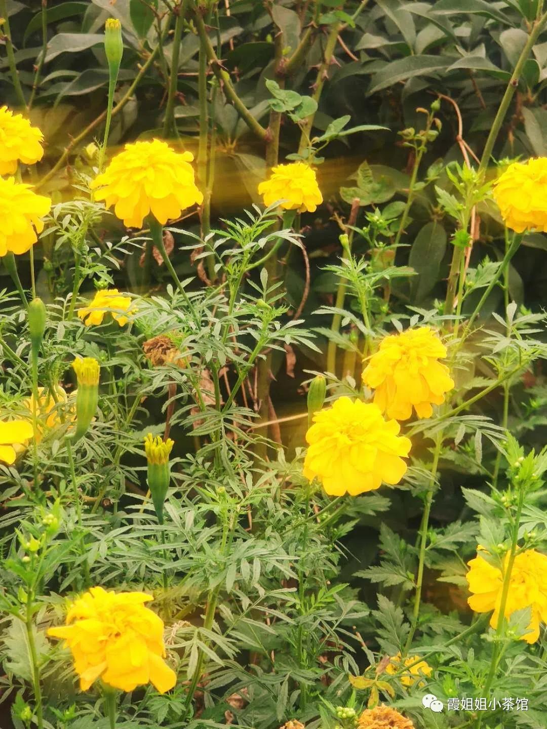 秋天的思念原唱,秋天的思念完整版