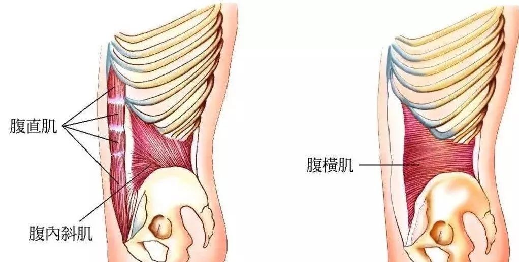 瑜伽练习中，如何正确的“收腹”，启动核心？