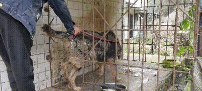藏獒被关笼中十二年，铁笼已被焊死，主人就住隔壁，却不管它死活
