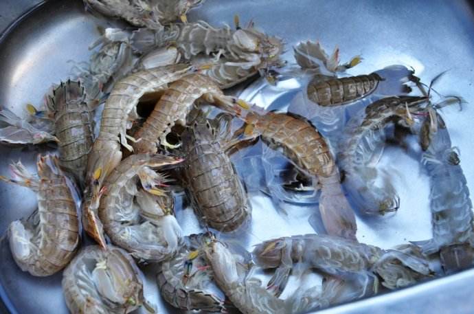 皮皮虾为啥没有养殖的,皮皮虾为什么不能养殖呢