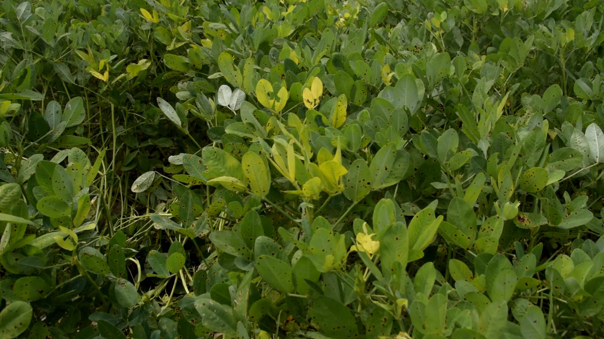 花生后期不落叶打什么药,花生种植常见病虫害的防治方法