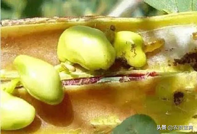 小小“大豆食心虫”危害大！该怎么治？5点措施轻松解决