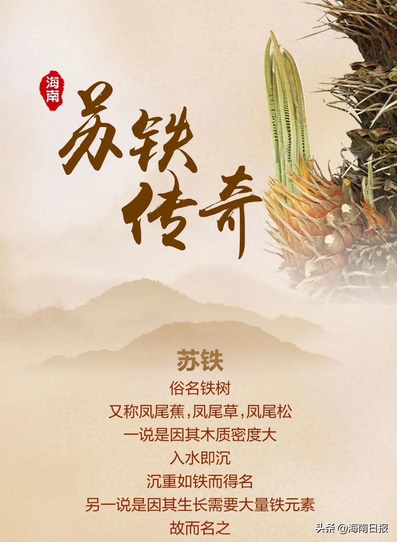 它是名符其实的海南“老铁”,堪称“植物界的活化石”