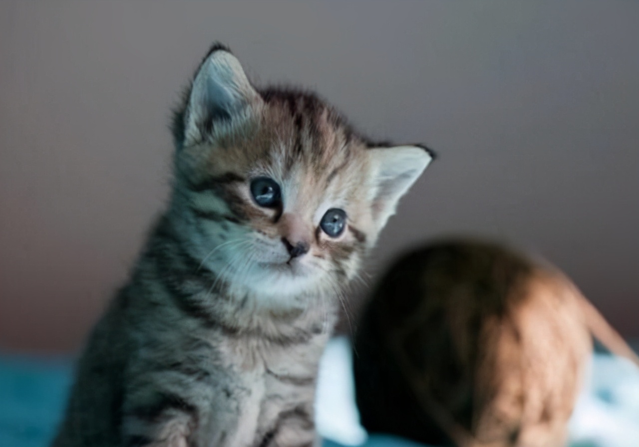 猫咪心包疝和心脏肥大,猫咪心脏的位置在哪里