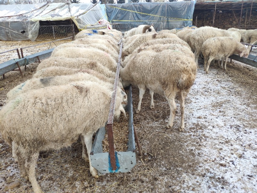 都说羊群感染布病很难缠,养羊人如何应对,兽医告诉你