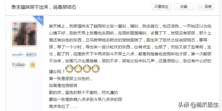 怎样让猫咪喝水才正确,猫咪进厕所喝水