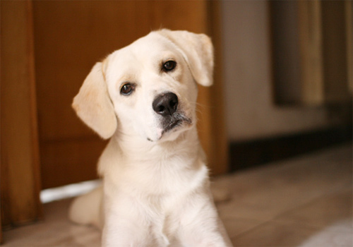 比较好的拉布拉多狗粮牌子,拉布拉多狗粮推荐排行榜