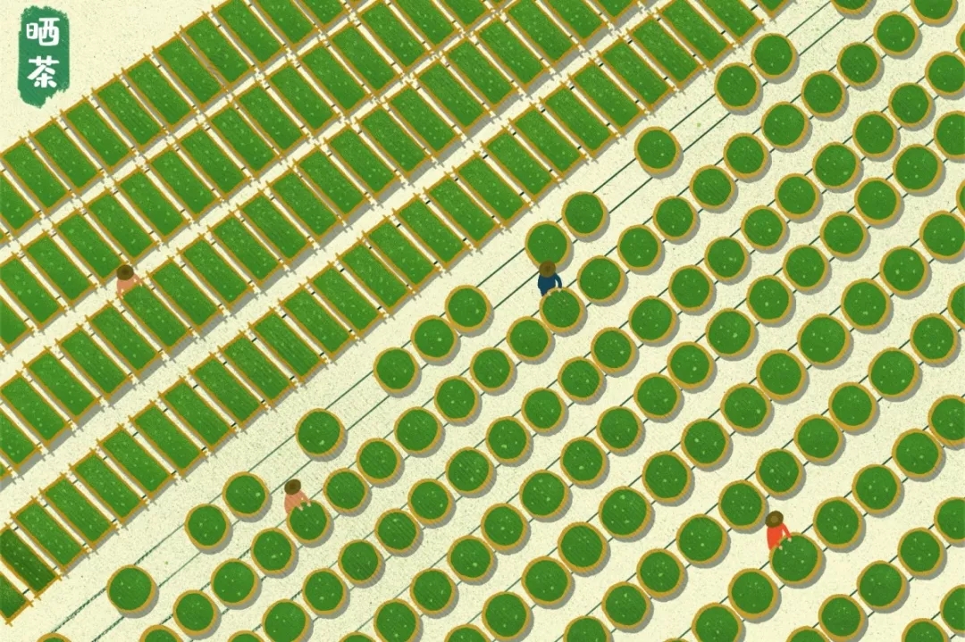 普洱茶属于无公害还是绿色食品,普洱茶安全